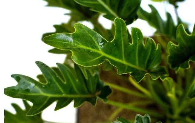 Njega filodendrona xanadu (Thaumatophyllum xanadu) 4 wop ljk43njl3cpnmjc7o3