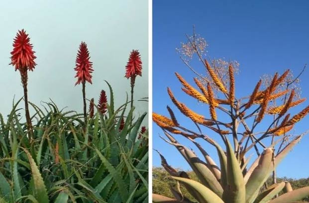 Agava i Aloe Vera: razlike i sličnosti 4 wop lkghace