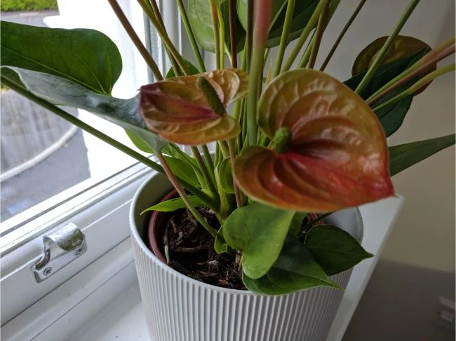 Anthurium ne cvjeta? 7 načina da procvjeta 4 wop mg4893u78324gfh3487h34bg7483gbrzueiujekrh4378ger