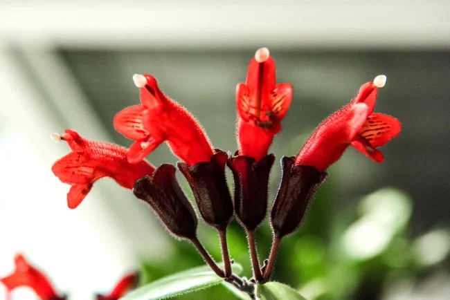 Kako se brinuti za Aeschynanthus Radicans 3 wop mgu843z873zt34gfzhi3buzg637gge 1