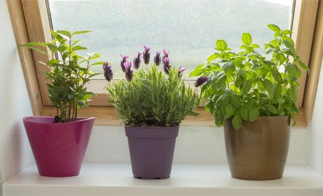 Cómo Cuidar La Lavanda En Interiores - 9 Consejos Básicos - Organic Pereglin