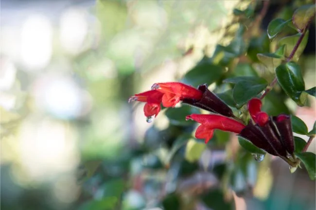Kako se brinuti za Aeschynanthus Radicans 7 wop mignui378zt7324zbjf843277zu43g8347regc