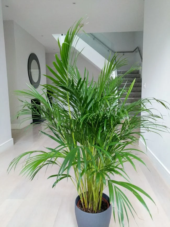 8 načina da pomognete Areca Palmi sa smeđim vrhovima i lišćem 3 wop mnug485zg874zhg3nugjbw3gnj3g3qjti3uh58924330505bhjg