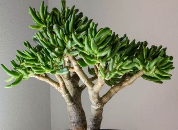 Kako orezati biljku žada (Crassula Ovata) 4 wop mrsscmjhsr