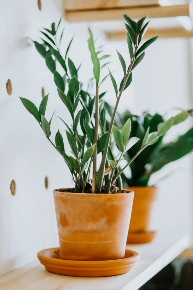 Vodič za zalijevanje zamije (Zamioculcas Zamiifolia) 4 wop mui45g3z54783zg7834whuzi43wwh4j3tg4uiith5478erg