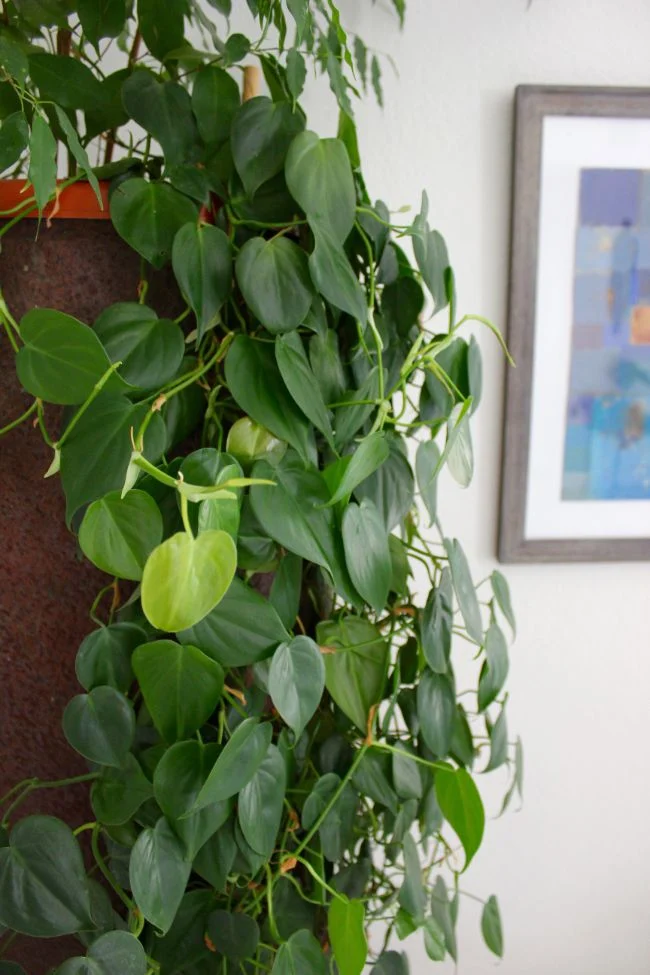 Kako se brinuti za srcolisni filodendron (Philodendron Hederaceum) 2 wop nbguh458754874785454hgtzuth45zkjseeg
