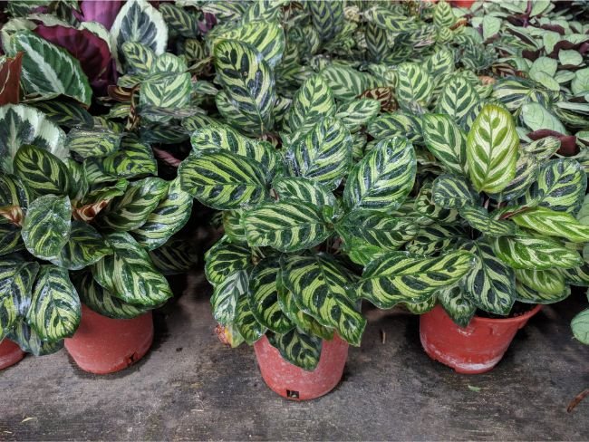 Njega biljke pauna – Kako se brinuti za Calatheu Makoyanu 5 wop nbguz54hg8u7w4o9gguw4ihu54oioghgtjhijugei
