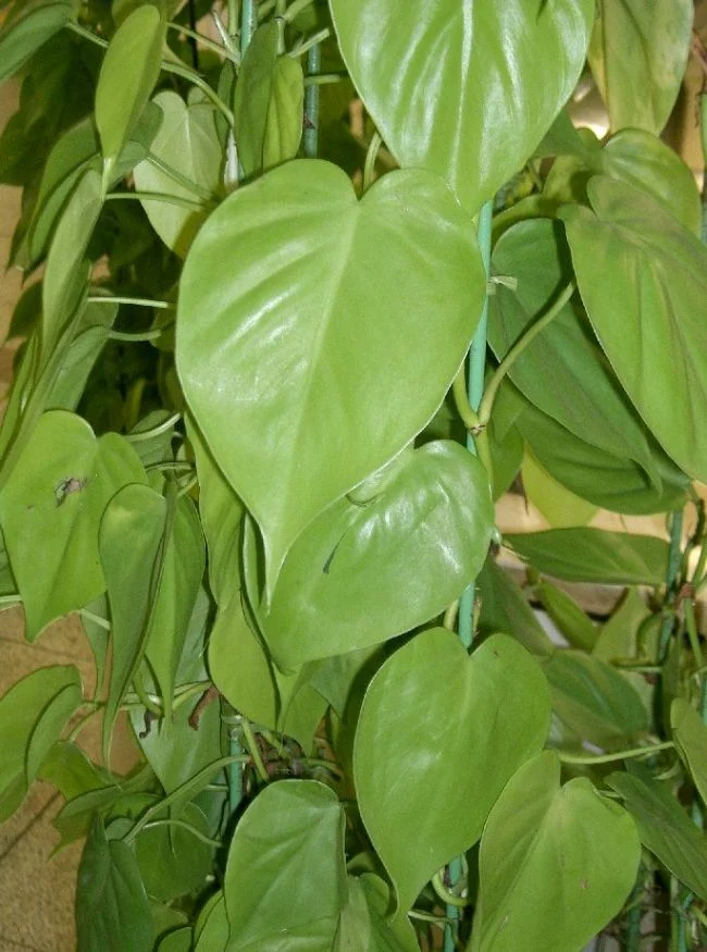 Kako se brinuti za srcolisni filodendron (Philodendron Hederaceum) 5 wop nbhg45uzhg3u4zhzu43hgrehugd