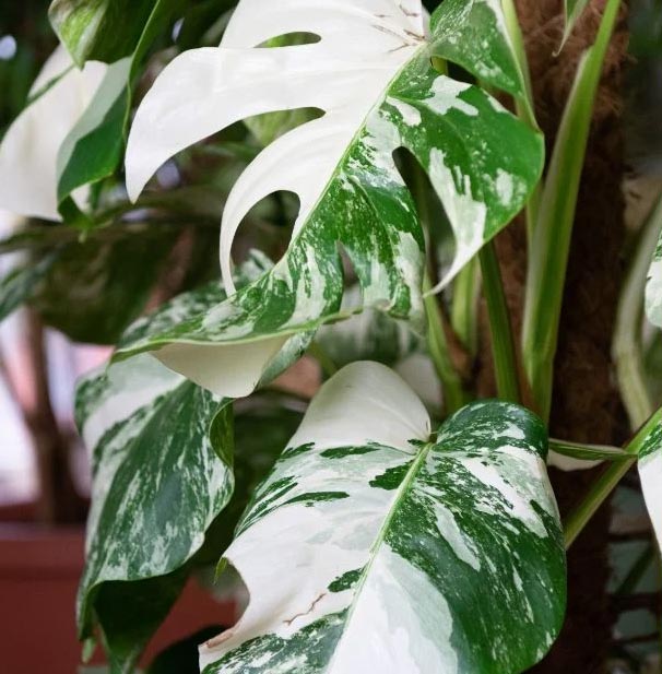 Zašto moja monstera ima smeđe mrlje? 5 wop ng780wh4w34nw43p00
