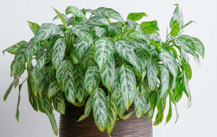 Zašto moja aglaonema visi? 3 wop ngb30hz98p3h9p03h3