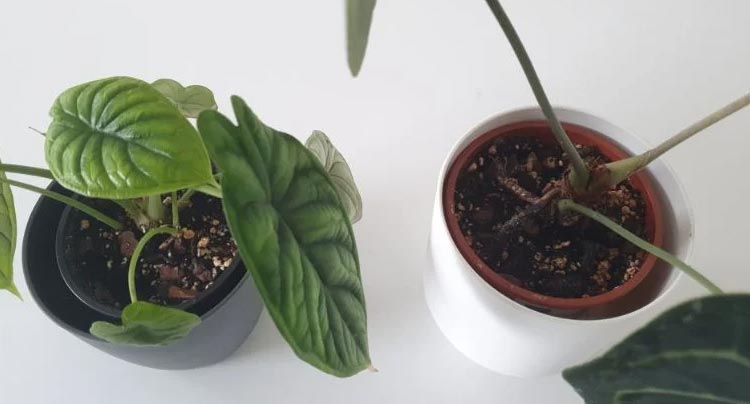 7 razloga zašto se tlo u teglama ne suši (i kako to riješiti) 4 wop ngh830h3j8358hi