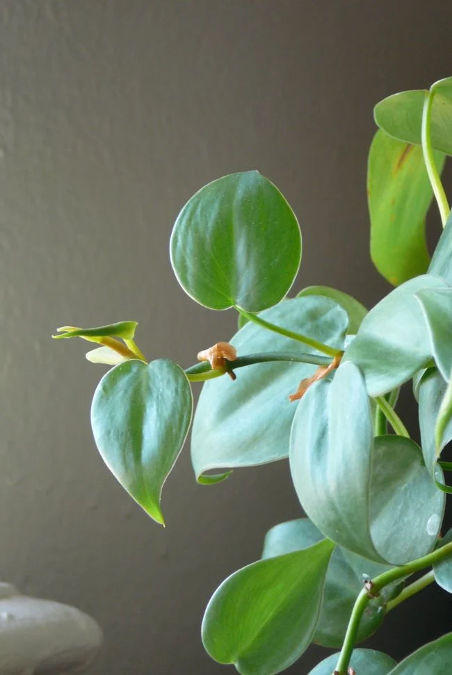 Kako se brinuti za srcolisni filodendron (Philodendron Hederaceum) 3 wop ngj3hui3h4874zh378hzgg8oouijhnjgsl