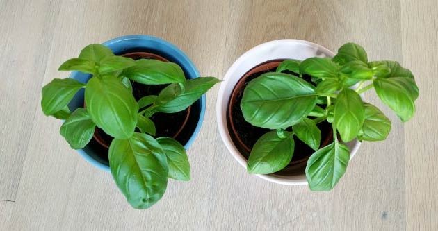 Kako razmnožavati sobne biljke: Potpuni vodič sa slikama 9 wop ngjiolaahngipaga