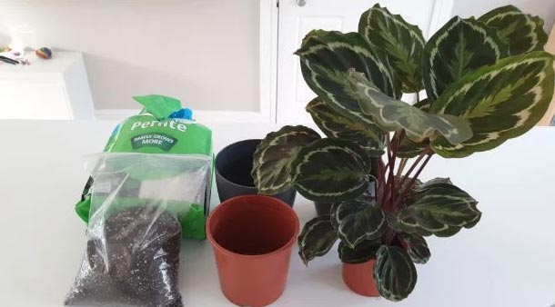 Kako presaditi kalateju– vodič korak po korak 3 wop ngupihjp8u3hjnp3hp983