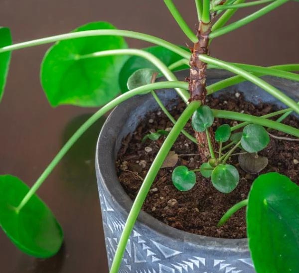 Zašto moja pilea visi? (7 rješenja) 3 wop ngzb83zwh873whopp03wg