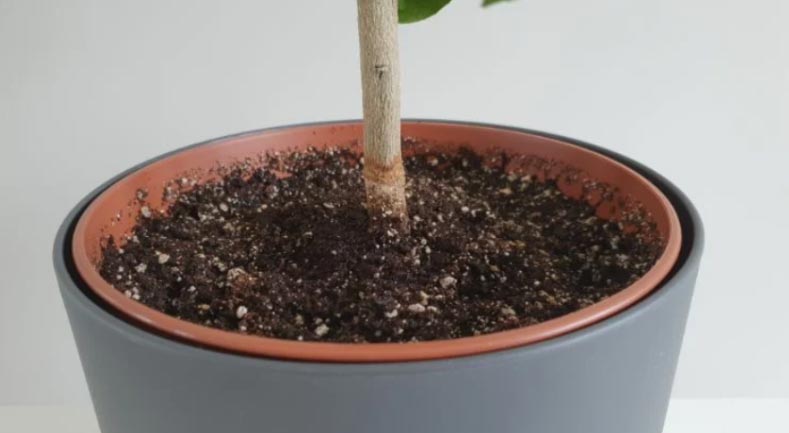 Zašto stablo limuna ne raste? (7 rješenja) 3 wop nhg0h89gh095434g3gh