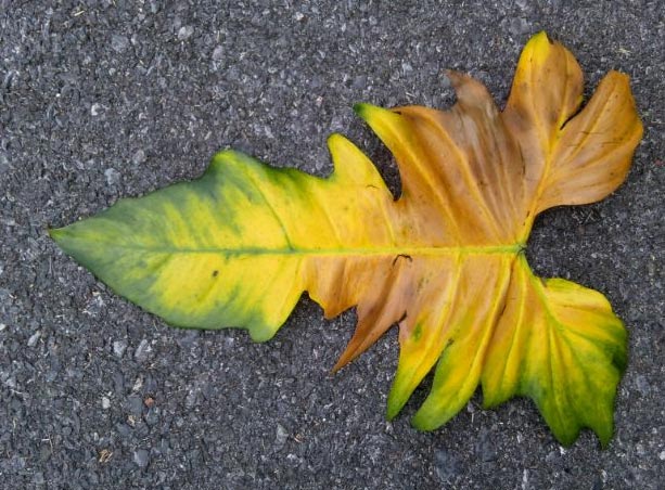 Zašto moj filodendron ima žuto lišće? 4 wop nhgjk433wwnnjlkkh5
