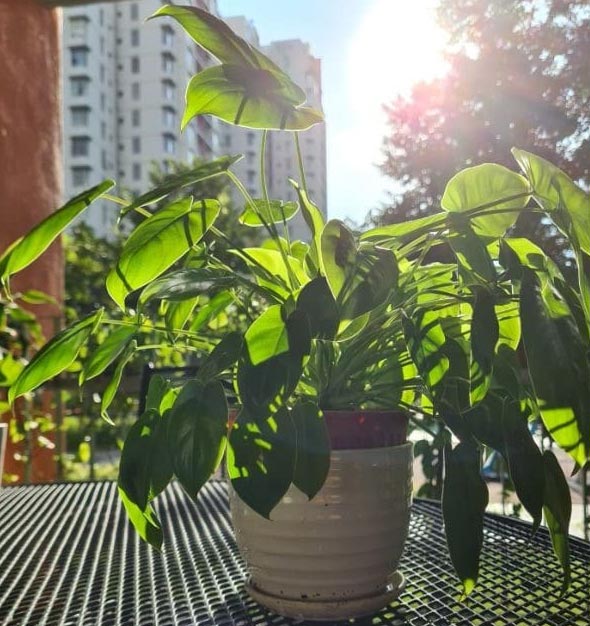 Zašto moj filodendron ima žuto lišće? 5 wop nhjk543w3wnnkch54wjw