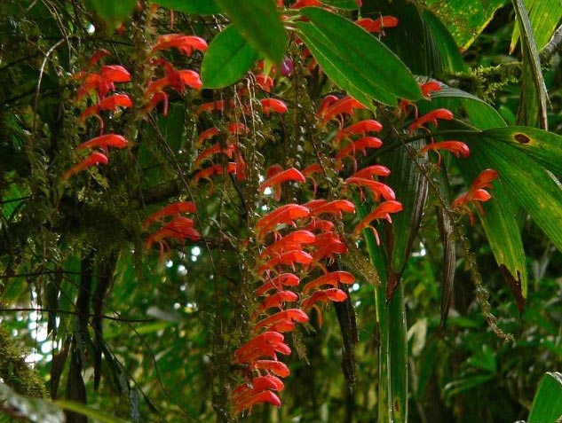 Njega biljaka zlatne ribice (Columnea Gloriosa) 4 wop nigh438hi5jh654j