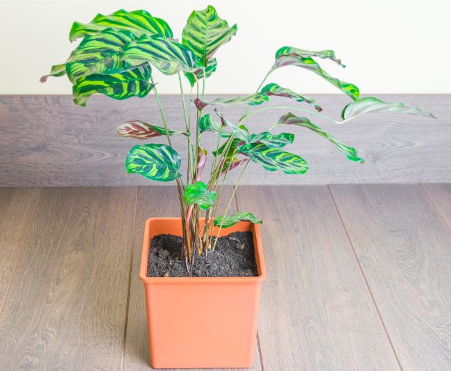 Njega biljke pauna – Kako se brinuti za Calatheu Makoyanu 4 wop nih04j98jh849uj485989045h54hiuh5sth
