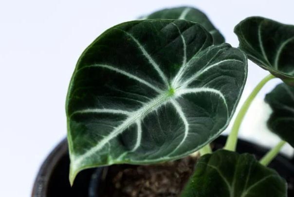 Njega alokazije crnog baršuna(Alocasia Reginula) 2 wop njhkue334nnpjhn3pc