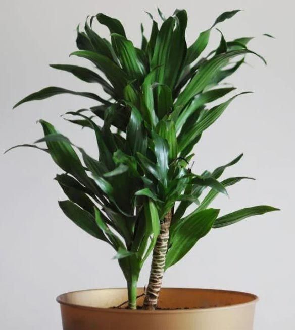 Zašto moja dracena ima smeđe vrhove? 3 wop njkh3n42jkk556nbcl55ki3i434