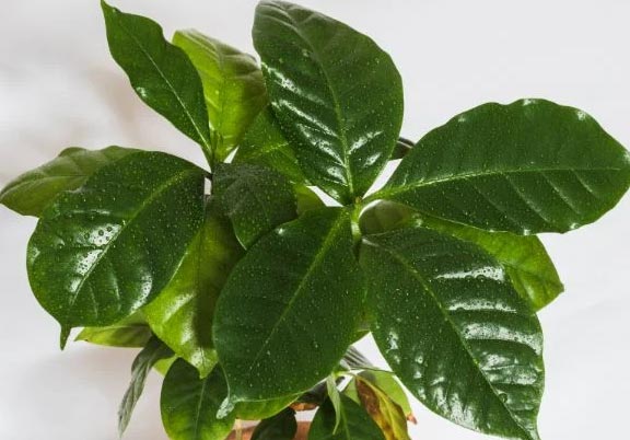 Njega biljke kave u zatvorenom prostoru (Coffea arabica) 6 wop njkl34nljkikink7i6363
