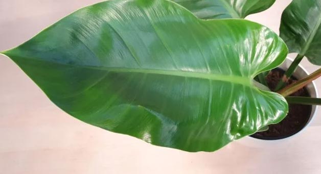 Vodič za njegu filodendrona Imperial Green 4 wop nu0fg3hg38ohqfa