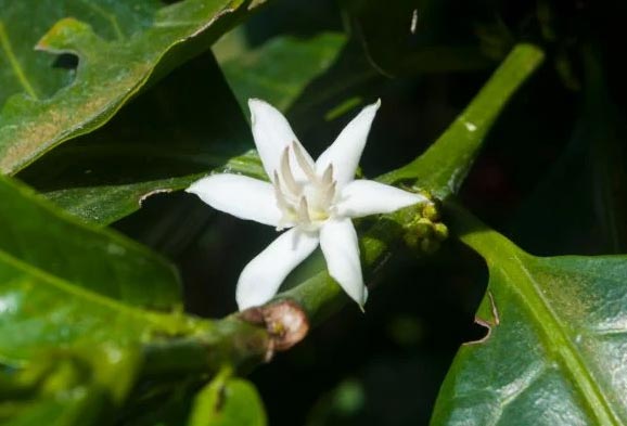 Njega biljke kave u zatvorenom prostoru (Coffea arabica) 4 wop nu34lbn7julnb3n73pconm7coc4