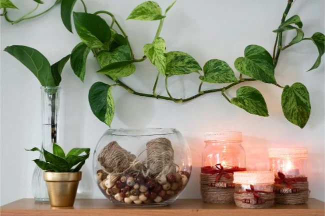 Je li Pothos otrovan? (I kako ih sigurno uzgajati) 3 wop nu8g45z978z7438zht34gbth4b5iu83490buhsjgee