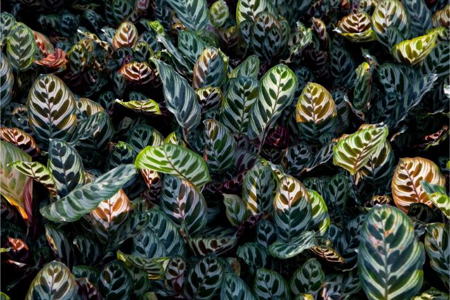 Njega biljke pauna – Kako se brinuti za Calatheu Makoyanu 6 wop nuhu8eu8heuhbgeubhjugekk45rhdrj56