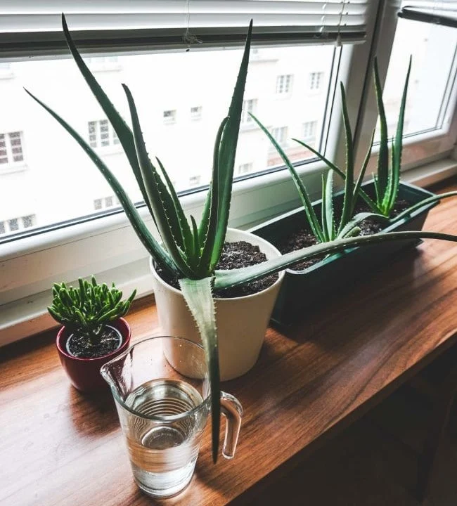 Zašto moja Aloe Vera postaje smeđa? (9 jednostavnih rješenja) 3 wop nuihvb387hg30g8723ggh