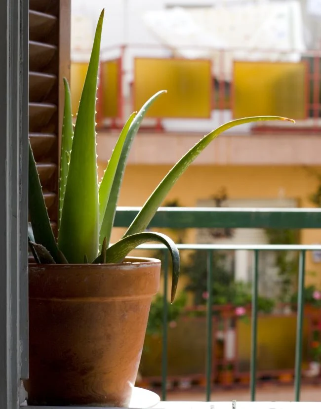 Zašto moja Aloe Vera postaje smeđa? (9 jednostavnih rješenja) 4 wop nuv3h90873454r5hgg783h5