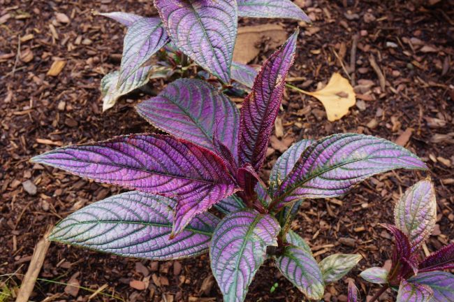 Njega biljke perzijskog štita – kako uzgajati Strobilanthes Dyerianus 3 wop nuzvg54h78gzt97845e5zh6u5hgoieeuu55h