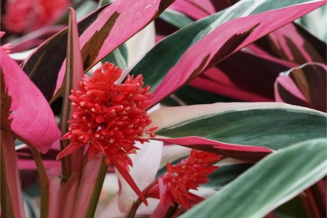 Kako se brinuti za Stromanthu Triostar (Stromanthe Sanguinea) 4 wop nv8uhg487hgvw440hugsg