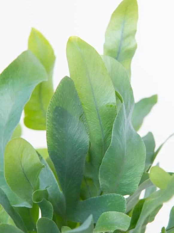 Njega phlebodiuma – uzgojite prekrasan Phlebodium aureum 4 wop o54ui32zg32hg6ui62uil2l
