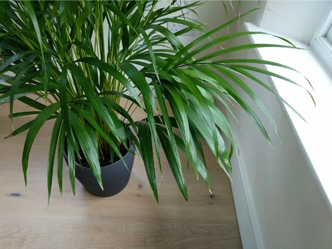 8 načina da pomognete Areca Palmi sa smeđim vrhovima i lišćem 2 wop palma6795482867842