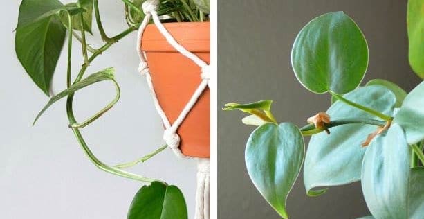 Zlatni puzavac i filodendron: Koja je razlika? 5 wop piukgajncanehcc 1