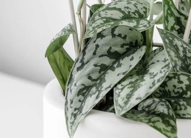 Zlatni puzavac i filodendron: Koja je razlika? 7 wop piuogjhnchan 1