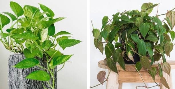 Zlatni puzavac i filodendron: Koja je razlika? 4 wop piuojapocjhae 1