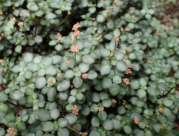 Njega pileje glauce – Kako uzgajati pileu 5 wop pkjcnehwa