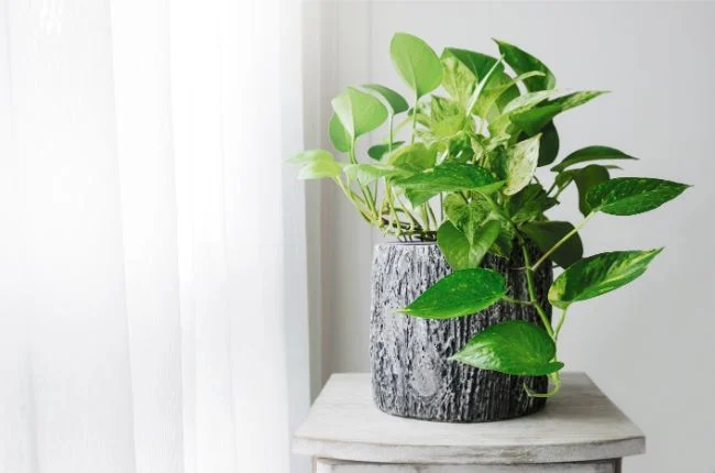 Je li Pothos otrovan? (I kako ih sigurno uzgajati) 2 wop pothos76483548306778364