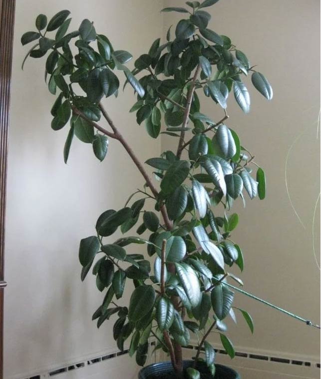 Kako orezati fikus gumijevac(Ficus elastica) 4 wop uuguiplnilnsrhsrsch