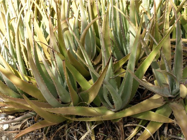 Zašto moja Aloe Vera postaje smeđa? (9 jednostavnih rješenja) 5 wop v78g973882gh983gv3