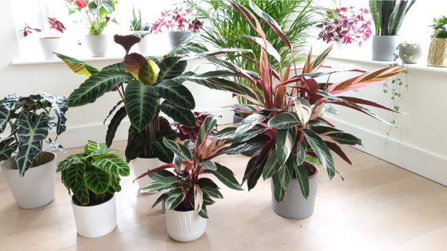 Kako se brinuti za Stromanthu Triostar (Stromanthe Sanguinea) 5 wop vnu843h87ghw7hv