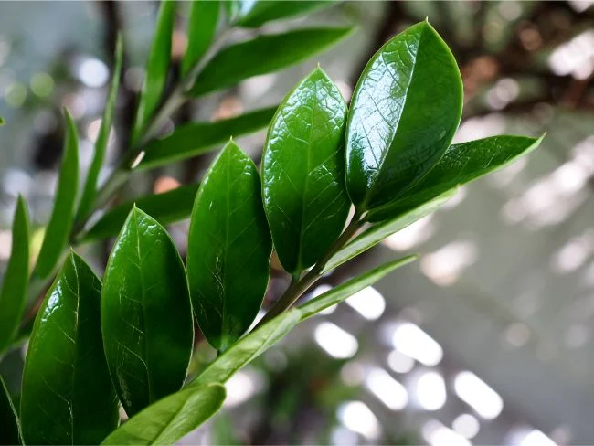 Vodič za zalijevanje zamije (Zamioculcas Zamiifolia) 2 wop zamija87394669836448909470953775543