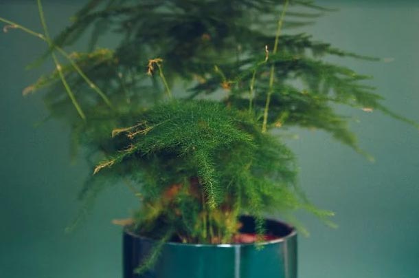 Zašto moja ukrasna šparoga postaje žuta? (7 rješenja) 4 wop zpihuihphugpus