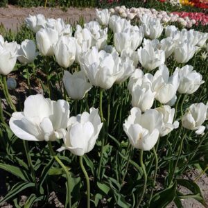 22 bijela tulipana za savrsen proljetni vrt5555555510