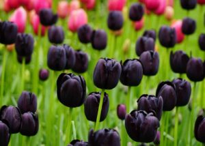 8 crnih tulipana za upecatljiv proljetni vrt141414141410