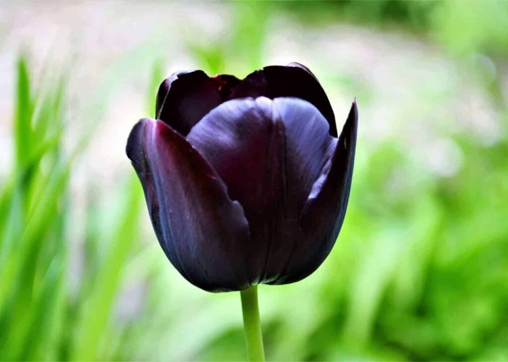 Crni tulipani za upečatljiv proljetni vrt 2 8 crnih tulipana za upecatljiv proljetni vrt141414141411